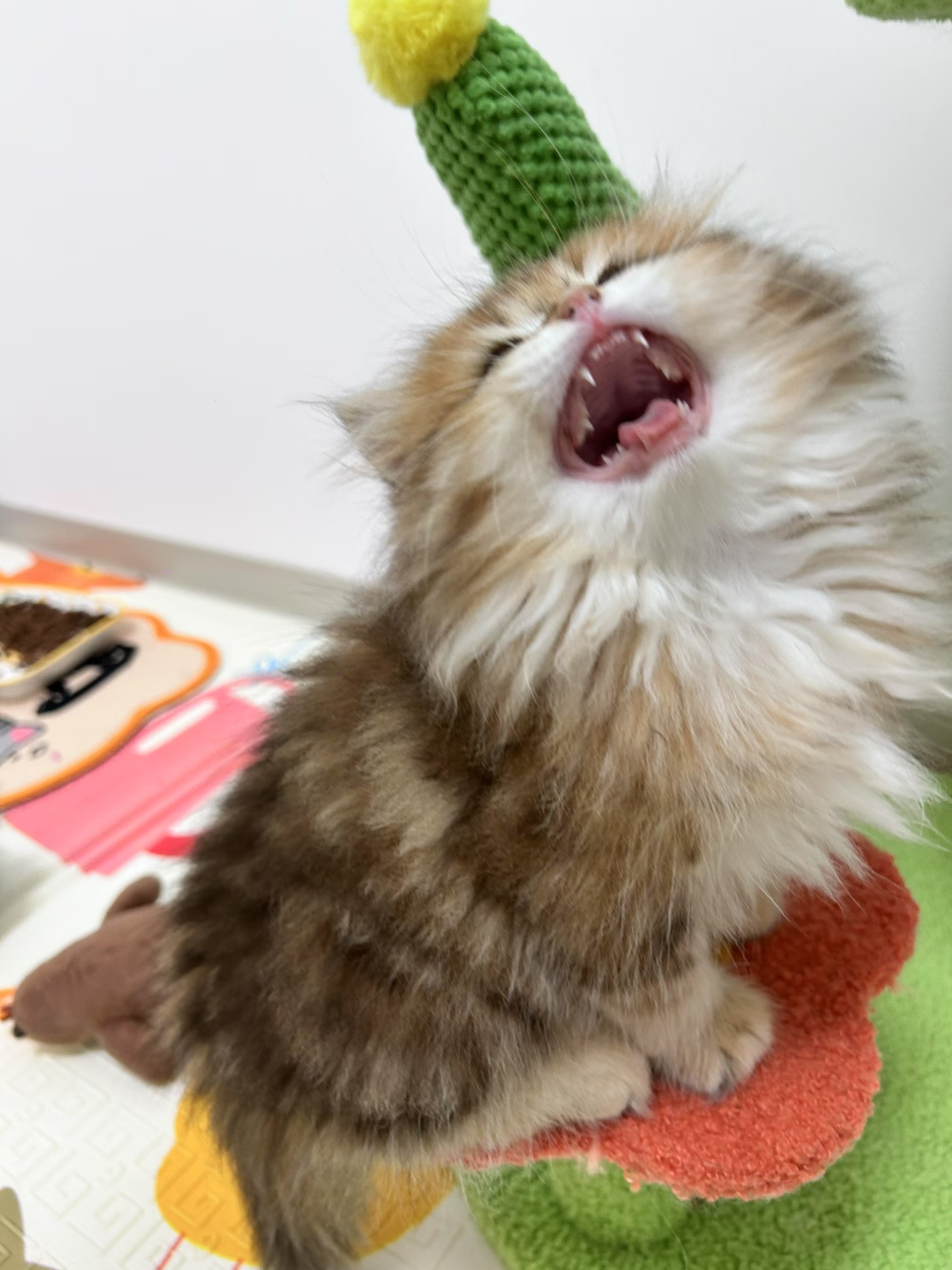 金虎斑妹妹